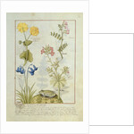 Ms Fr. Fv VI #1 fol.141r Illustration from the 'Book of Simple Medicines' by Mattheaus Platearius c.1470 by Robinet Testard