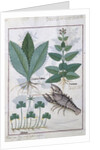 Ms Fr. Fv VI #1 fol.139v Illustration from the 'Book of Simple Medicines' by Mattheaus Platearius c.1470 by Robinet Testard