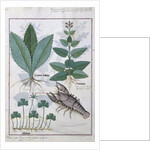 Ms Fr. Fv VI #1 fol.139v Illustration from the 'Book of Simple Medicines' by Mattheaus Platearius c.1470 by Robinet Testard