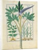 Ms Fr. Fv VI #1 fol.158r Orchid by Robinet Testard