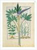 Ms Fr. Fv VI #1 fol.158r Orchid by Robinet Testard