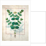 Ms Fr. Fv VI #1 fol.156v Flower by Robinet Testard