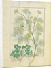 Ms Fr. Fv VI #1 fol.154r Parsley and Fennel by Robinet Testard