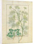 Ms Fr. Fv VI #1 fol.154r Parsley and Fennel by Robinet Testard