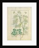 Ms Fr. Fv VI #1 fol.154r Parsley and Fennel by Robinet Testard