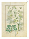 Ms Fr. Fv VI #1 fol.154r Parsley and Fennel by Robinet Testard