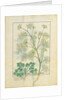 Ms Fr. Fv VI #1 fol.154r Parsley and Fennel by Robinet Testard