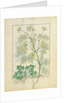 Ms Fr. Fv VI #1 fol.154r Parsley and Fennel by Robinet Testard