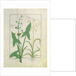 Ms Fr. Fv VI #1 fol.153r Illustration from the 'Book of Simple Medicines' by Mattheaus Platearius c.1470 by Robinet Testard