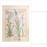 Ms Fr. Fv VI #1 fol.118r Illustration from the 'Book of Simple Medicines' by Mattheaus Platearius c.1470 by Robinet Testard