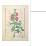 Illustration from the 'Book of Simple Medicines by Robinet Testard