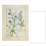 Ms Fr. Fv VI #1 fol.160r Illustration from the 'Book of Simple Medicines' by Mattheaus Platearius c.1470 by Robinet Testard