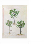 Ms Fr. Fv VI #1 fol.166v Illustration from the 'Book of Simple Medicines' by Mattheaus Platearius c.1470 by Robinet Testard