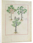 Ms Fr. Fv VI #1 fol.164r Illustration from the 'Book of Simple Medicines' by Mattheaus Platearius c.1470 by Robinet Testard