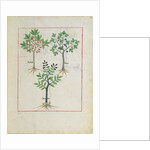 Ms Fr. Fv VI #1 fol.164r Illustration from the 'Book of Simple Medicines' by Mattheaus Platearius c.1470 by Robinet Testard