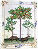 Ms Fr. Fv VI 1 fol.162r Hazelnut Bush and Cherry tree by Robinet Testard