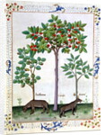 Ms Fr. Fv VI 1 fol.162r Hazelnut Bush and Cherry tree by Robinet Testard