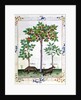 Ms Fr. Fv VI 1 fol.162r Hazelnut Bush and Cherry tree by Robinet Testard