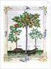 Ms Fr. Fv VI 1 fol.162r Hazelnut Bush and Cherry tree by Robinet Testard