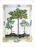 Ms Fr. Fv VI 1 fol.162r Hazelnut Bush and Cherry tree by Robinet Testard