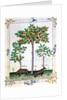 Ms Fr. Fv VI 1 fol.162r Hazelnut Bush and Cherry tree by Robinet Testard