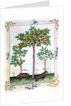 Ms Fr. Fv VI 1 fol.162r Hazelnut Bush and Cherry tree by Robinet Testard
