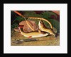Still Life with a Salmon Trout, a Rod and a Net by Thomas Sedgwick Steele