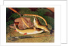 Still Life with a Salmon Trout, a Rod and a Net by Thomas Sedgwick Steele