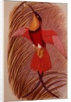 Humming Bird: Crimson Topaz by John Gould