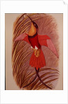 Humming Bird: Crimson Topaz by John Gould