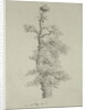 Ancient Oak Tree with a Stork's Nest, 23rd May 1806 by Caspar David Friedrich