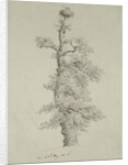 Ancient Oak Tree with a Stork's Nest, 23rd May 1806 by Caspar David Friedrich