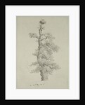 Ancient Oak Tree with a Stork's Nest, 23rd May 1806 by Caspar David Friedrich