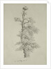 Ancient Oak Tree with a Stork's Nest, 23rd May 1806 by Caspar David Friedrich