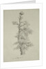 Ancient Oak Tree with a Stork's Nest, 23rd May 1806 by Caspar David Friedrich