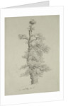Ancient Oak Tree with a Stork's Nest, 23rd May 1806 by Caspar David Friedrich