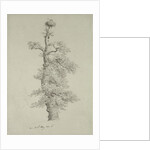 Ancient Oak Tree with a Stork's Nest, 23rd May 1806 by Caspar David Friedrich