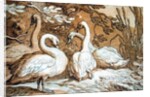 A Group of Swans by Abraham Bloemaert