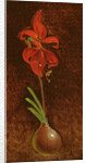 Amaryllis Formosissima, 1808 by Philipp Otto Runge