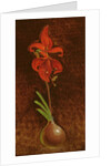 Amaryllis Formosissima, 1808 by Philipp Otto Runge