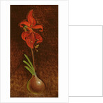 Amaryllis Formosissima, 1808 by Philipp Otto Runge