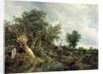 Landscape with a Hut, 1646 by Jacob Isaaksz. or Isaacksz. van Ruisdael