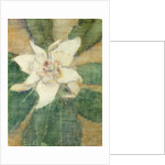 Magnolia Grandiflora by Christian Rohlfs