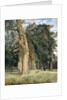 Old elms in Prater, 1831 by Ferdinand Georg Waldmuller