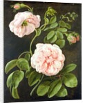 Flower Study by Johann Friedrich August Tischbein