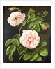 Flower Study by Johann Friedrich August Tischbein