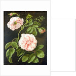 Flower Study by Johann Friedrich August Tischbein