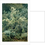 Hops and Ferns in Woodland, 1870 by Valentin Ruths