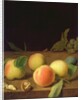 Fruit Still Life, 1730 by Balthasar Denner