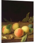 Fruit Still Life, 1730 by Balthasar Denner